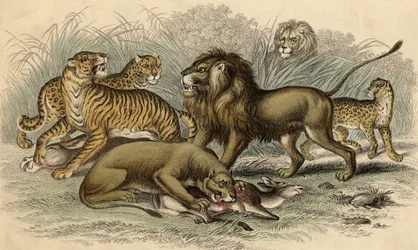 Ein asiatischer Löwe und Löwin, ein bengalischer Tiger, ein Leopard und ein Jaguar